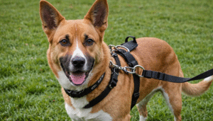 découvrez tout ce qu'il faut savoir sur les chiens catégorisés et leur protection en 2025. informez-vous sur les réglementations, les responsabilités des propriétaires et les droits des animaux pour assurer un traitement juste et respectueux.